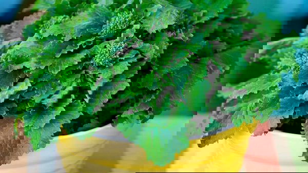 Green Leafy Vegetables 8