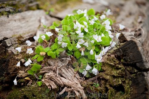 Ornamental Plants for Shade 6