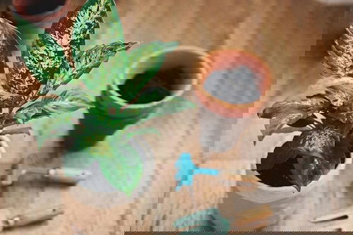 Indoor Plants you can Grow from Cuttings 13