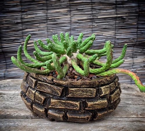 Most Popular Types of Euphorbia Varieties 12