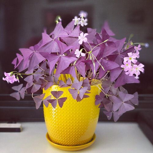 Best Foliage Plants for Containers 12