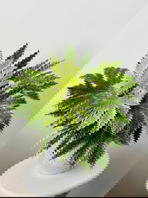 Pictures of Aralia Houseplants 55