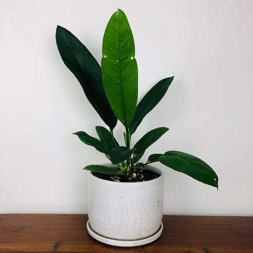 Fanciest Anthuriums 10