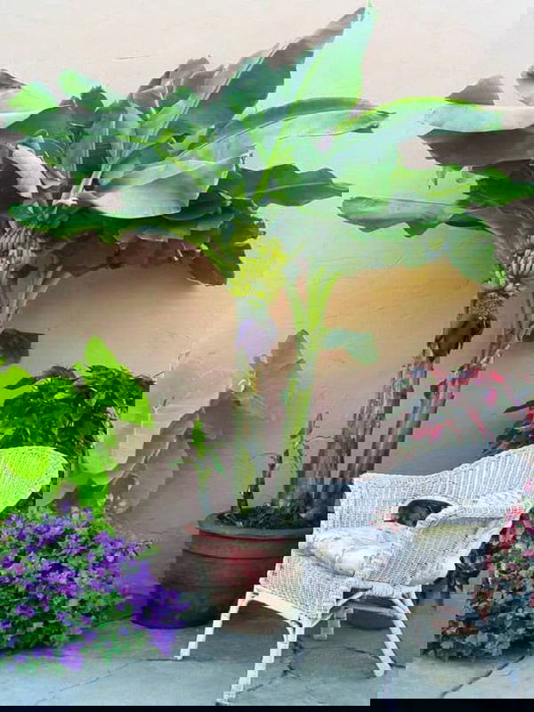 how-to-grow-banana-in-pots 2