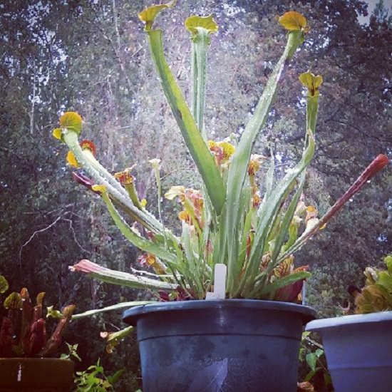 Best Pots for Carnivorous Plants