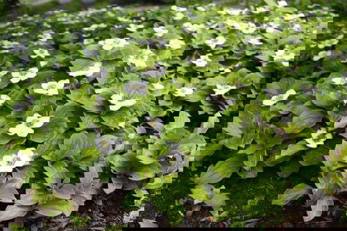 Shade Loving Ground Covers 2