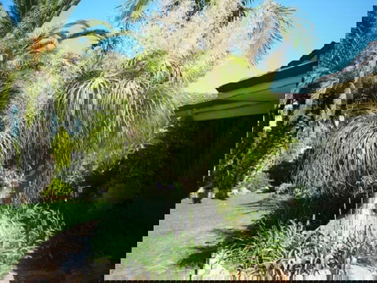 Dwarf Ornamental Trees 16