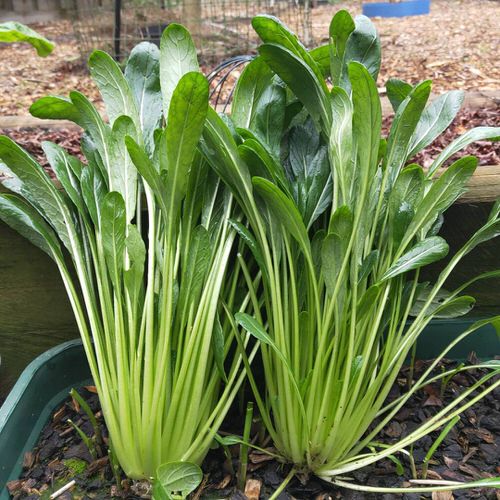 Seeds to Sow for Food in Less than a Month 7