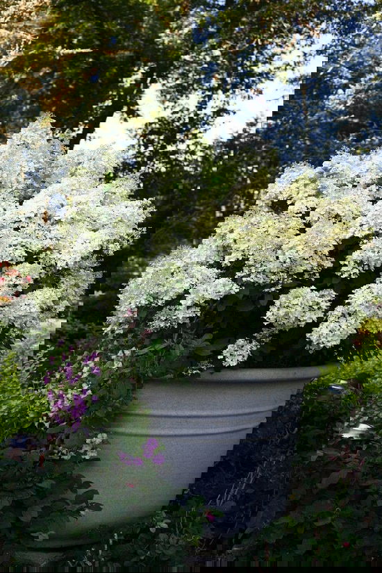Bushes with White Flowers 2