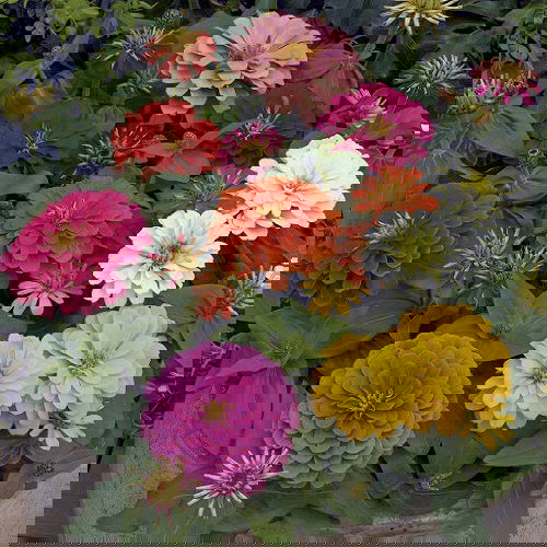 Best Types of Zinnia Varieties 8