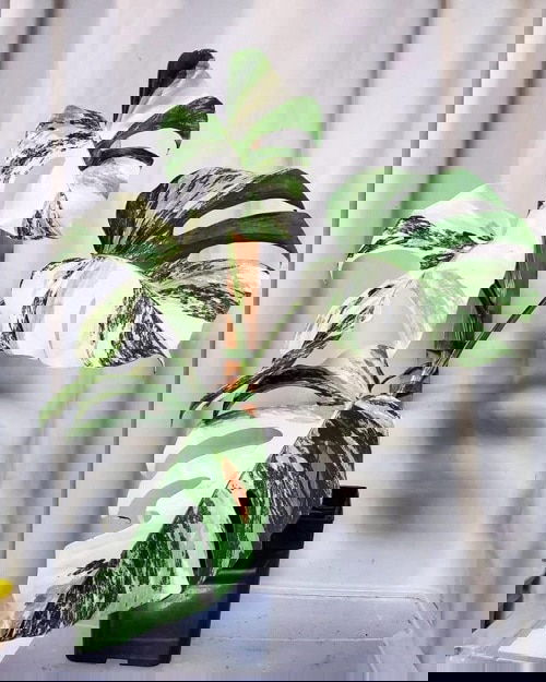 Indoor Plants with White Striped Leaves 7