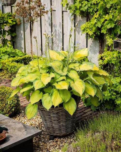 Types of Hostas 5