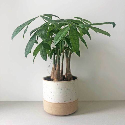 Best Foliage Plants for Containers 15