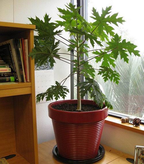 Indoor Fruit Tree Pictures for Inspiration 9