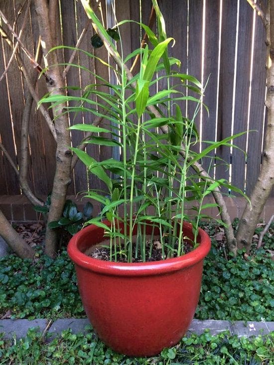Growing Spices at home is possible! There're 16 spices that you can grow in the garden or in your apartment balcony in pots.