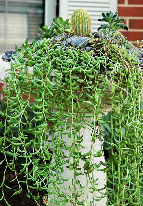 Best Senecio Varieties