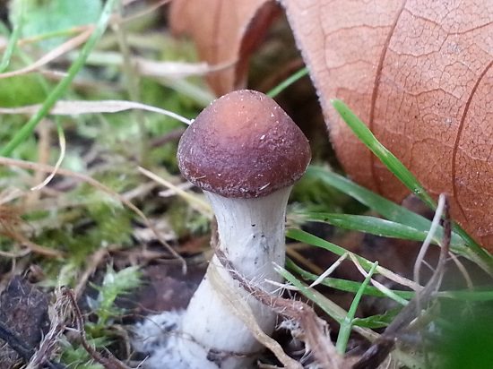 Clever Ways To Use Spices In The Garden 4