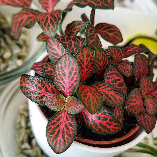 Houseplants for Girls Room 8