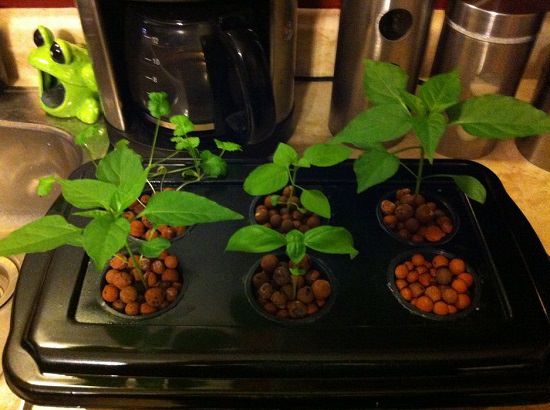 Hydroponic Herb Garden DIY 3