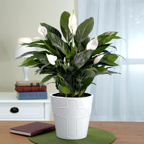 Lucky Plants and Flowers