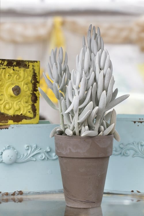 Best Senecio Varieties 7