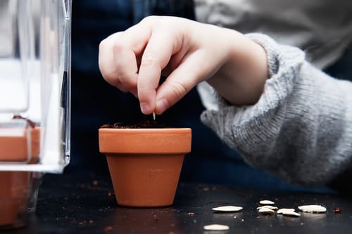 Seeds to Sow for Food in Less than a Month