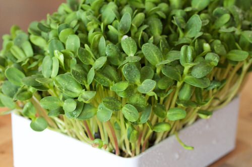 Seeds to Sow for Food in Less than a Month 11