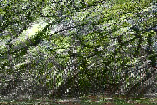 Indian Botanic Garden