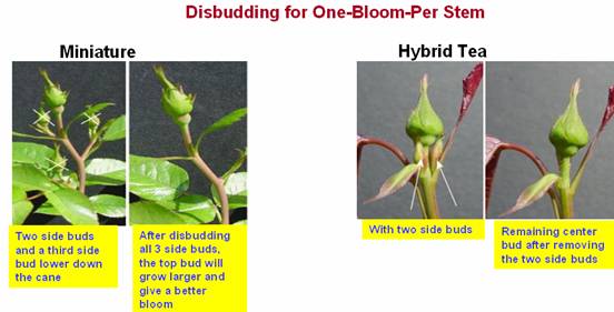 horti_flower crops_cut rose_clip_image010