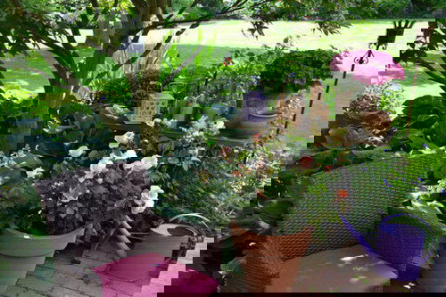 Pictures of Roses in Pots 4