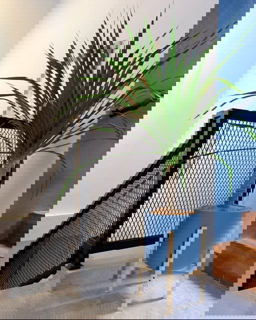 Houseplant Planting Guide 6