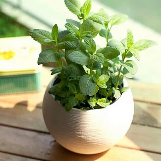 How to Grow a Smoothie Garden 12