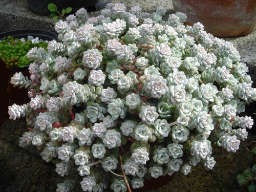 Types of Sedums 2