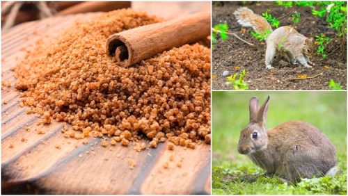 How to Use Common Household Things in Your Garden 2