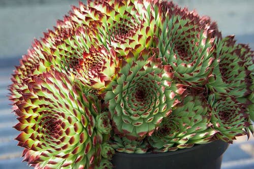 Succulents that Change Color 4