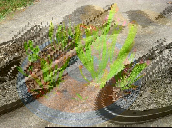 Growing Carnivorous Plants in Containers