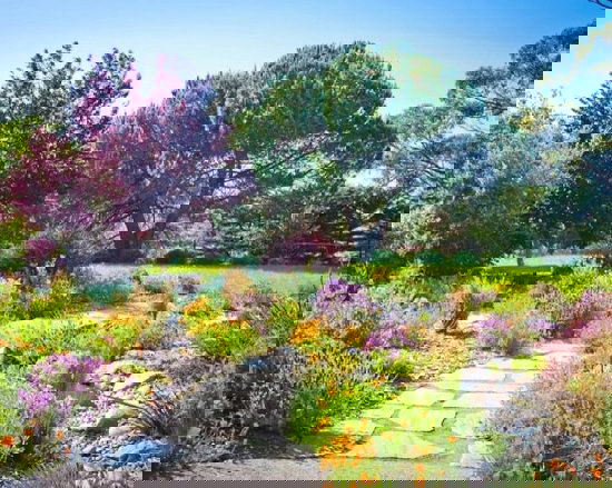 Landscaping with Lavender 1