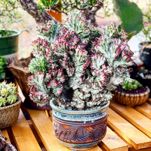 Most Popular Types of Euphorbia Varieties 4