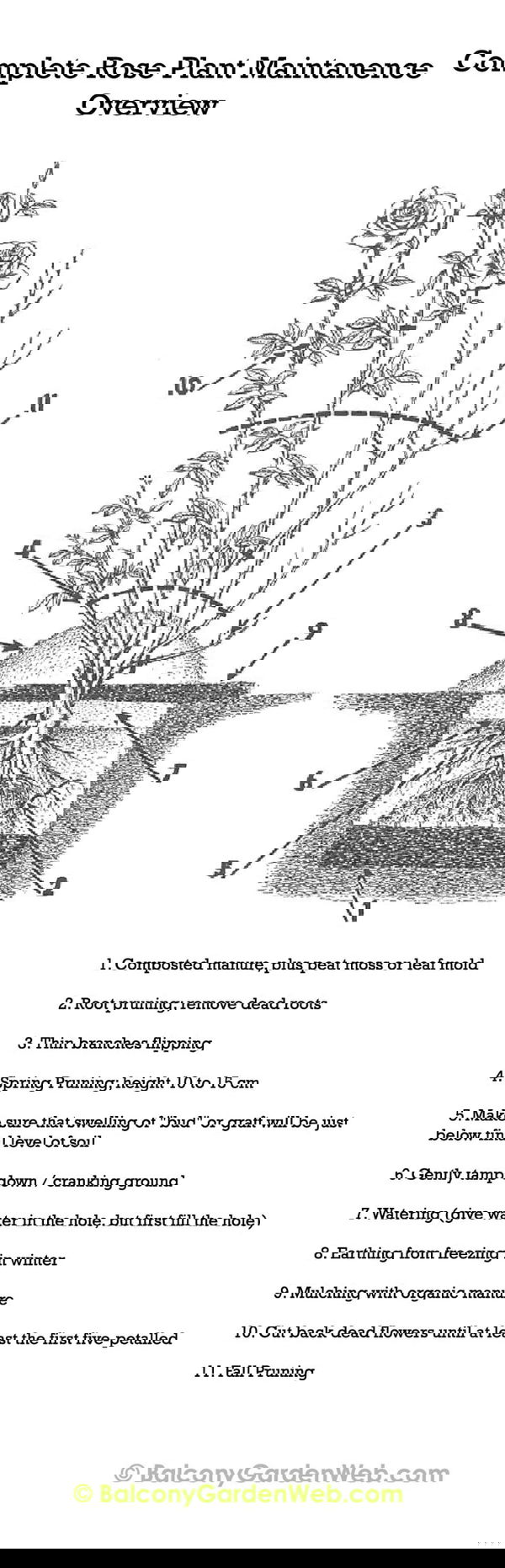 Complete rose plant maintenance infographic. More amazing info in this post.