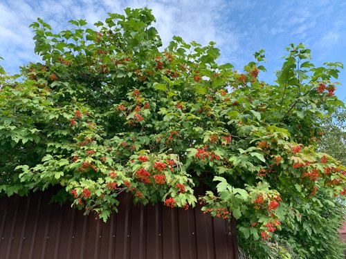 Fast Growing Privacy Shrubs 7