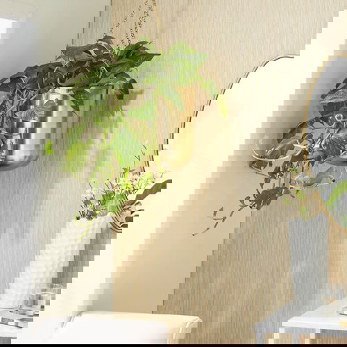 Pictures of Indoor Plants in Metallic Planters 8