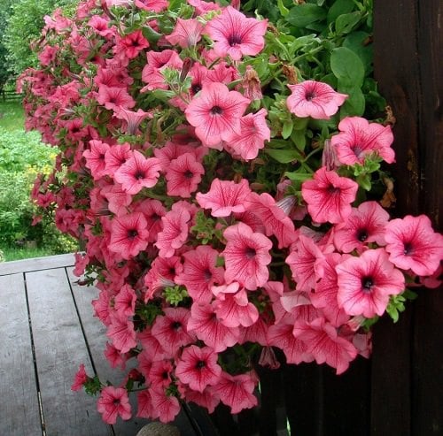 Types of Petunias 8