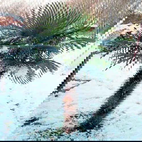 Most Cold Tolerant Palm Trees 9