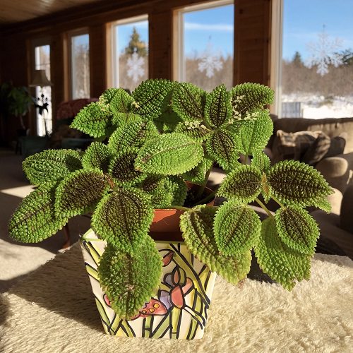 Pilea Types and Varieties 4