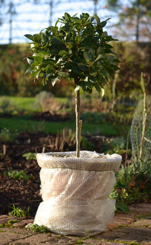 How to Use Common Household Things in Your Garden 10