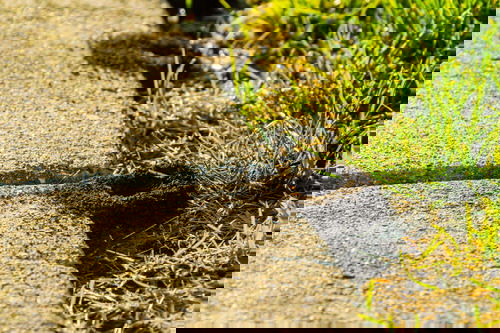 Ways to Get Rid of Carpenter Ants from Homes and Gardens 6