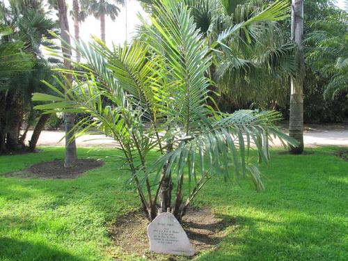 Types of Palm Plants 35