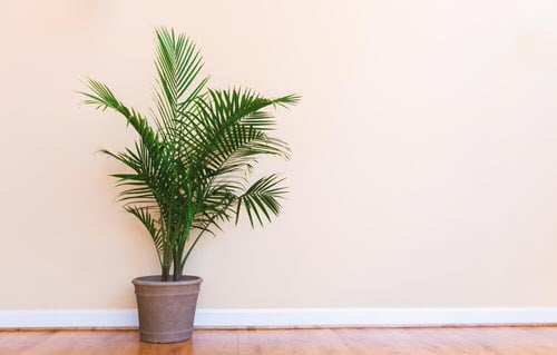 Best Insta Worthy Photos of House Plants
