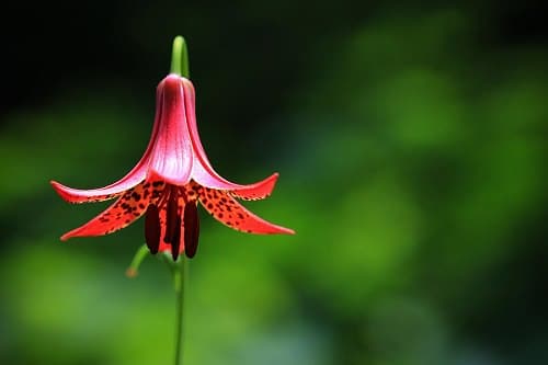 Best Types of Lilies 15