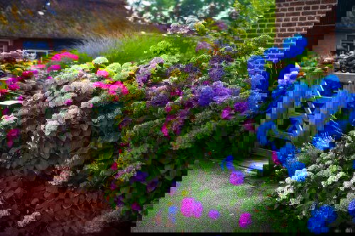 Best Entrance Plants Pictures 29